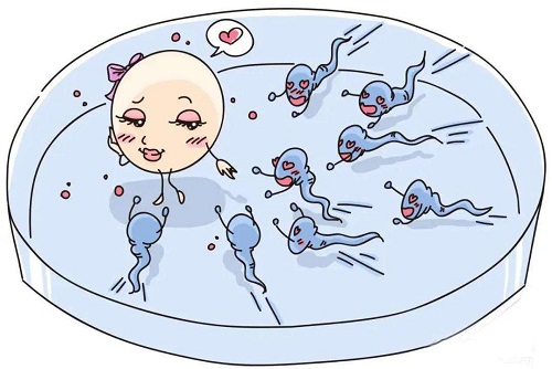 输卵管堵塞影响试管婴儿成功率吗