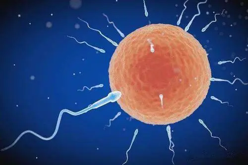 试管移植两个最好的胚胎，就能好孕吗？