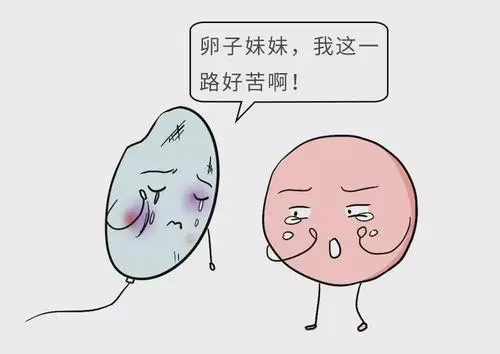 试管婴儿移植有哪些注意事项？