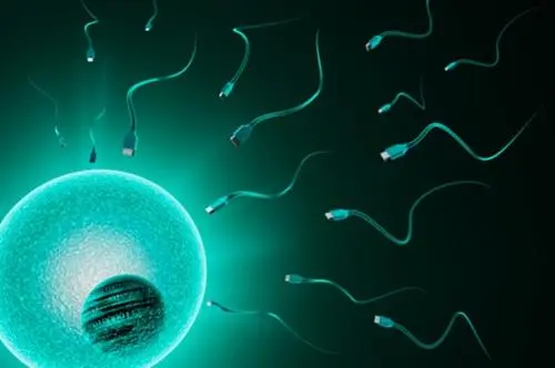试管婴儿：如何调理子宫环境让胚胎顺利着床？