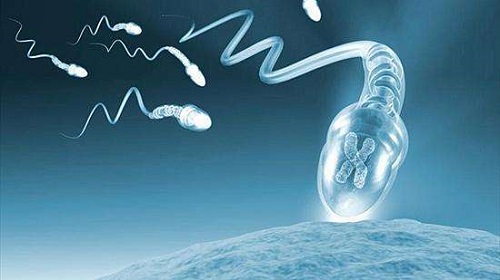 美国试管专家解析：囊胚发育过程是怎样的？受哪些因素的影响？